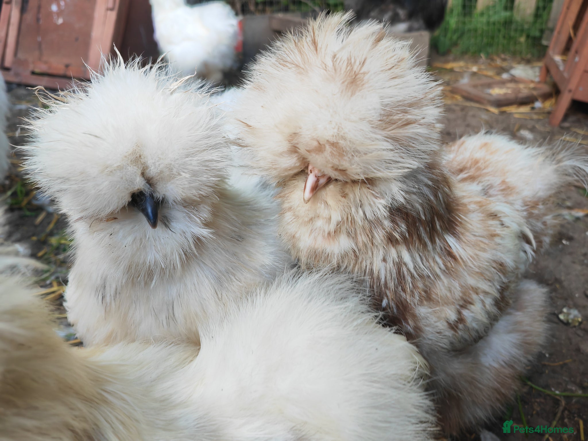 Chickens poultry USA silkie chicks/ hatching eggs CPQ quails - Advert 1