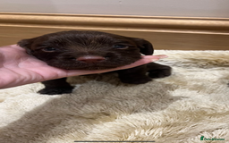 Cocker Spaniel dogs for sale: Pure bred, Cocker spaniels - Image 23