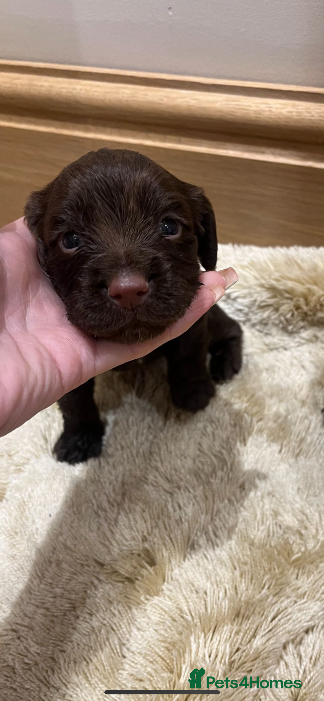 Cocker Spaniel dogs for sale: Pure bred, Cocker spaniels - Image 23
