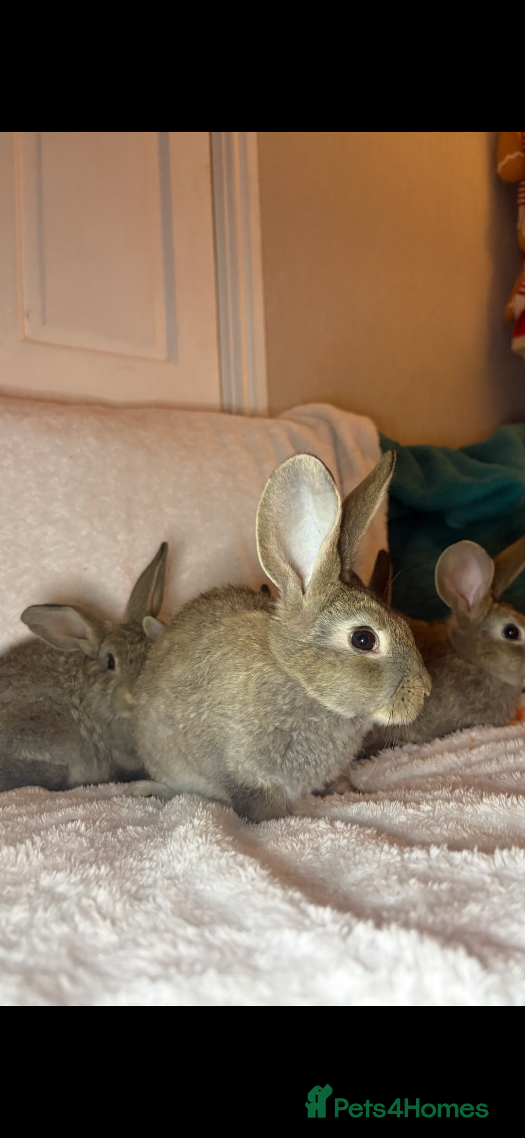 Continental Giant rabbits for sale: Beautiful continental giant baby rabbits ready  - Advert 5