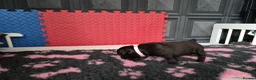 Staffordshire Bull Terrier dogs for sale: Staffordshire bull terrier pups in Leeds - Advert 16
