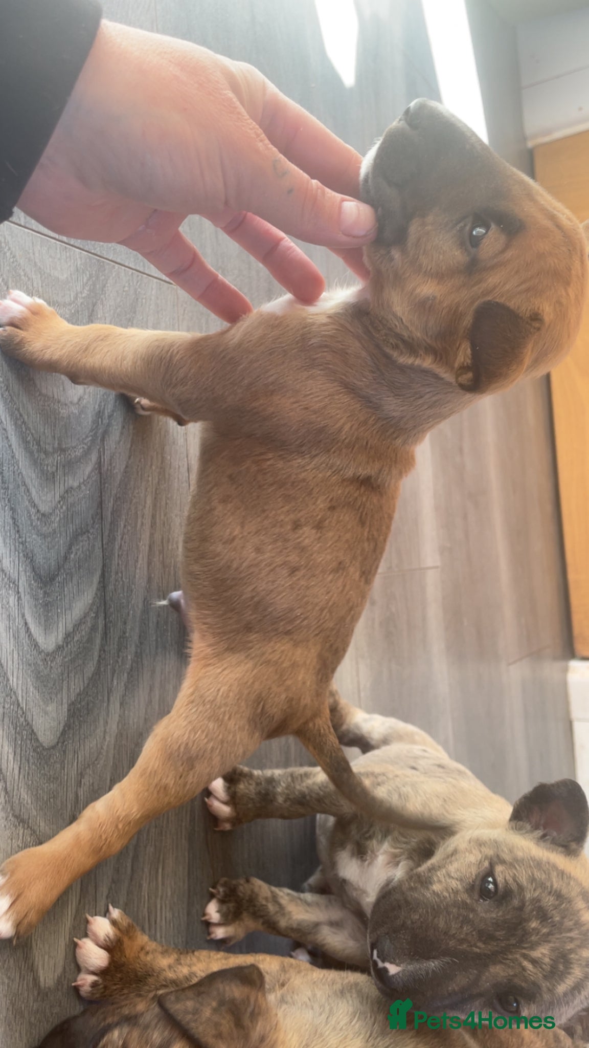 English Bull Terrier dogs for sale: *One Left* KC Reg English Bull Terrier Pups  - Advert 12