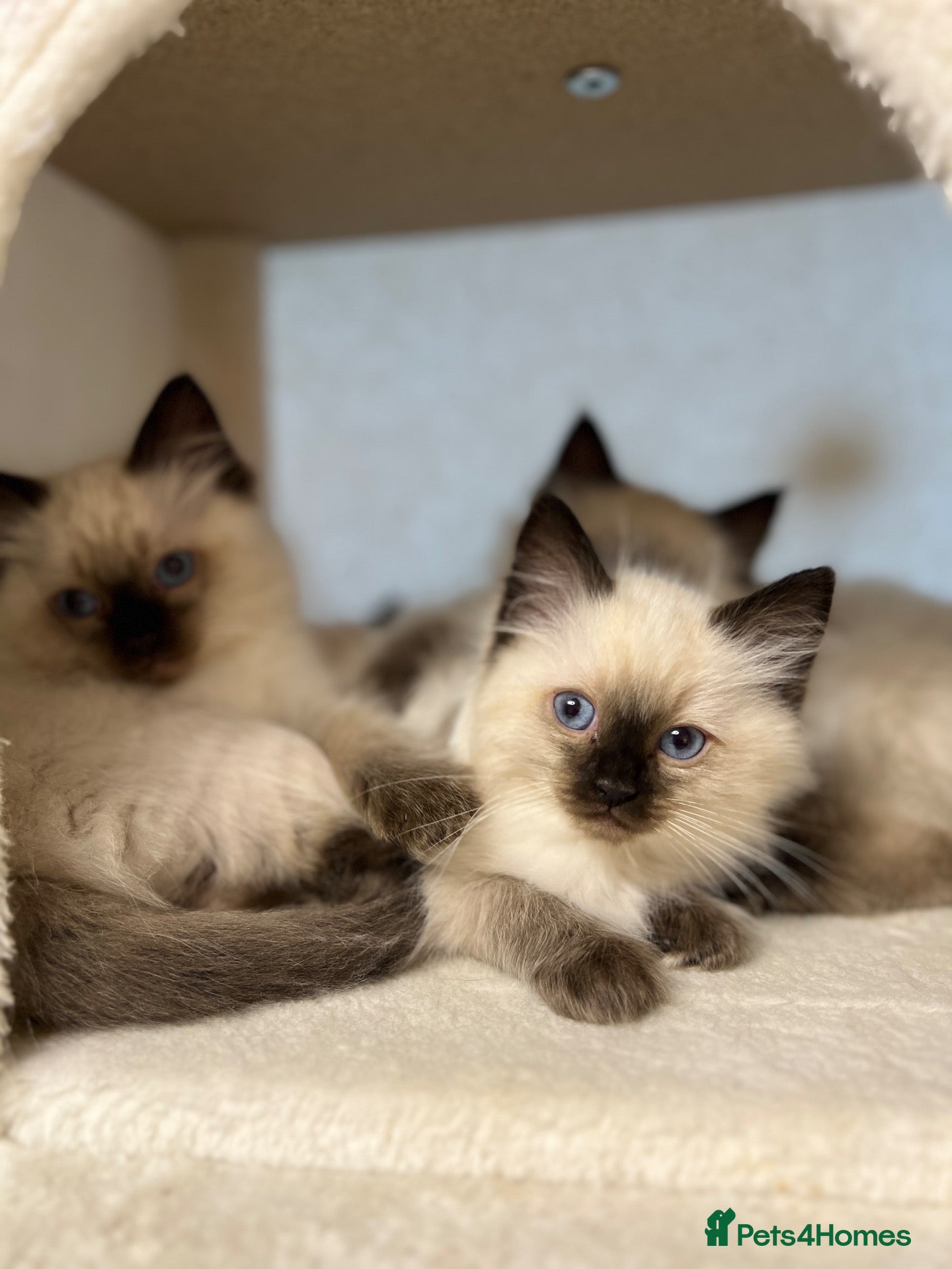 Ragdoll cats for sale: Beautiful litter of furry friends🩵🩷2  reserved - Advert 21
