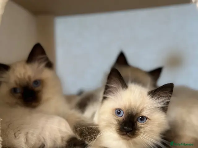 Ragdoll cats for sale: Beautiful litter of furry friends🩵🩷2 reserved - Advert 21