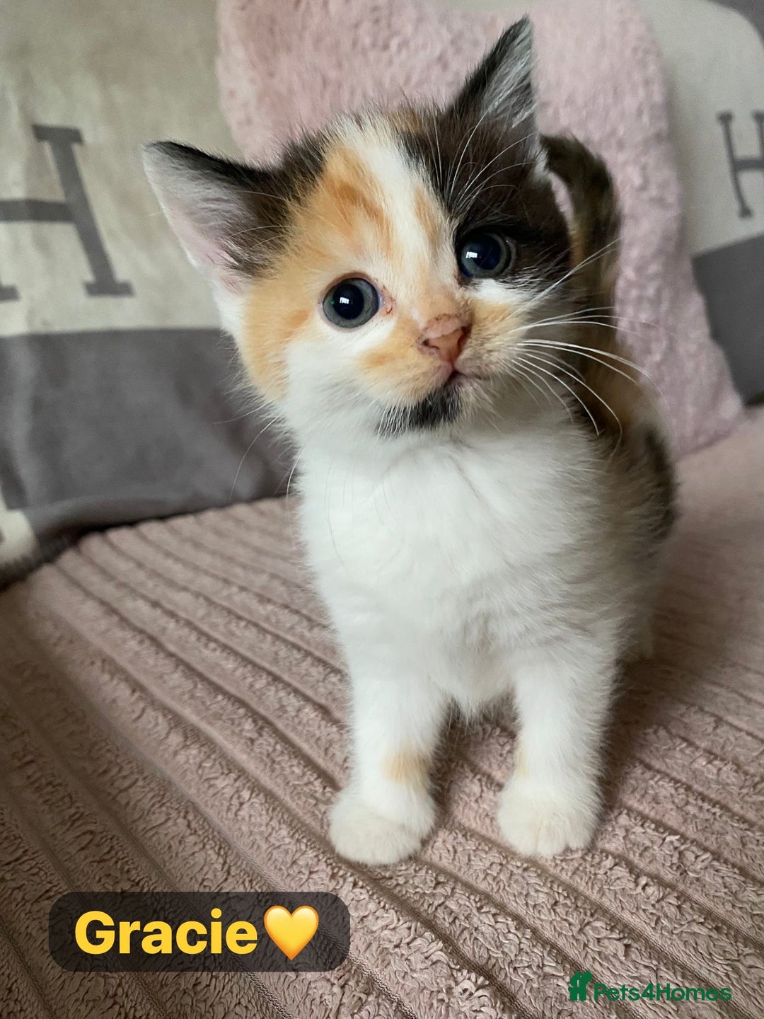 Mixed Breed cats for sale: 7 Beautiful Kittens 🩷💙 - Image 14