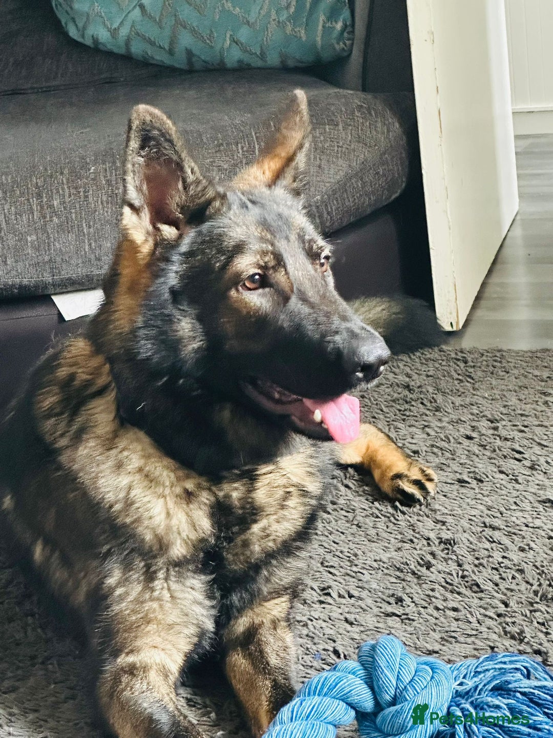 German Shepherd dogs for sale: Female German shepherd  - Advert 1