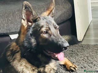 German Shepherd dogs Female German shepherd - Advert 2