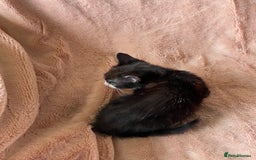 British Shorthair cats for sale: 4 British short hair kittens left Calico girls - Image 11