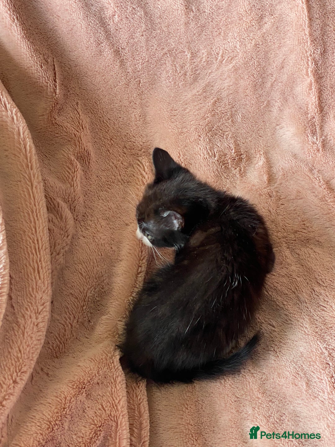 British Shorthair cats for sale: 4 British short hair kittens left Calico girls - Image 11