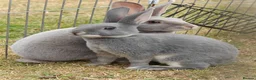Rex rabbits for sale: Mini Rex Rabbits  - Advert 13