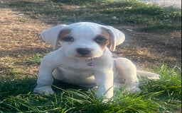 Mixed Breed dogs for sale: Boxer x Rottweiler (Boxweiler) - Image 1