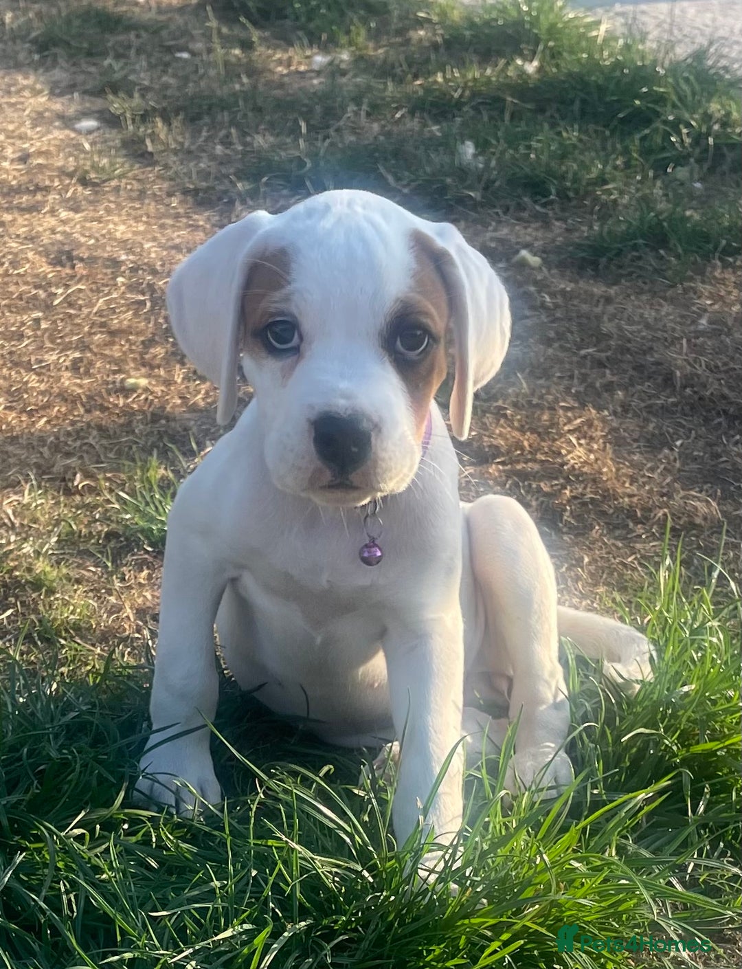 Mixed Breed dogs for sale: Boxer x Rottweiler (Boxweiler) - Image 1