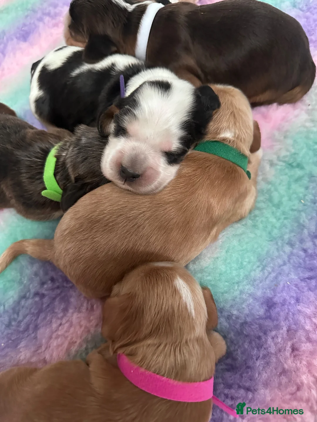 Cocker Spaniel dogs for sale: Stunning KC Reg Show type Cocker Spaniel puppies  - Advert 2