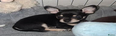 Pomchi 8