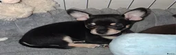 Pomchi dogs for sale:  10 Pomchi pups, various colours - Advert 16