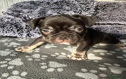 French Bulldog dogs for sale: Amazing french bulldog  - Image 13