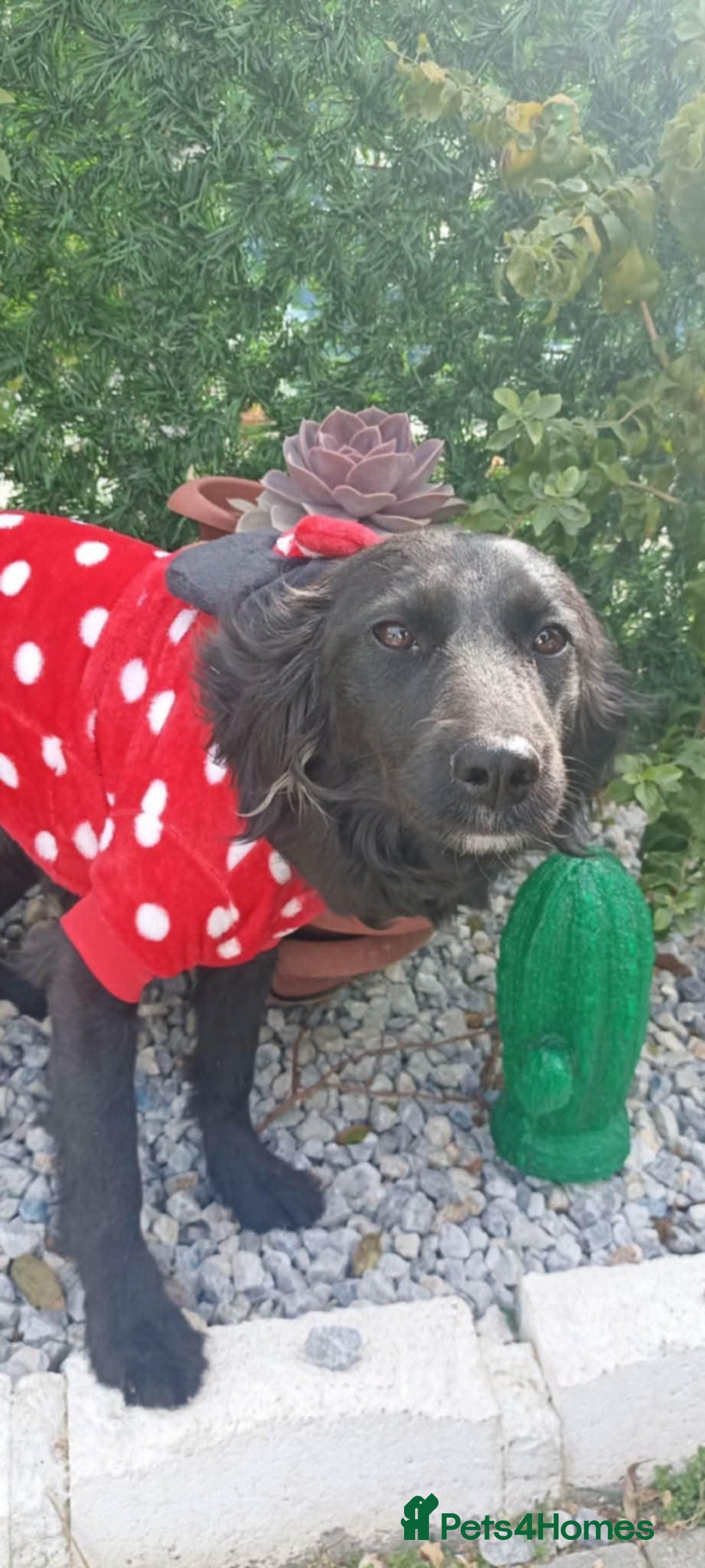 Mixed Breed dogs for adoption: Lena & Dena - Image 4