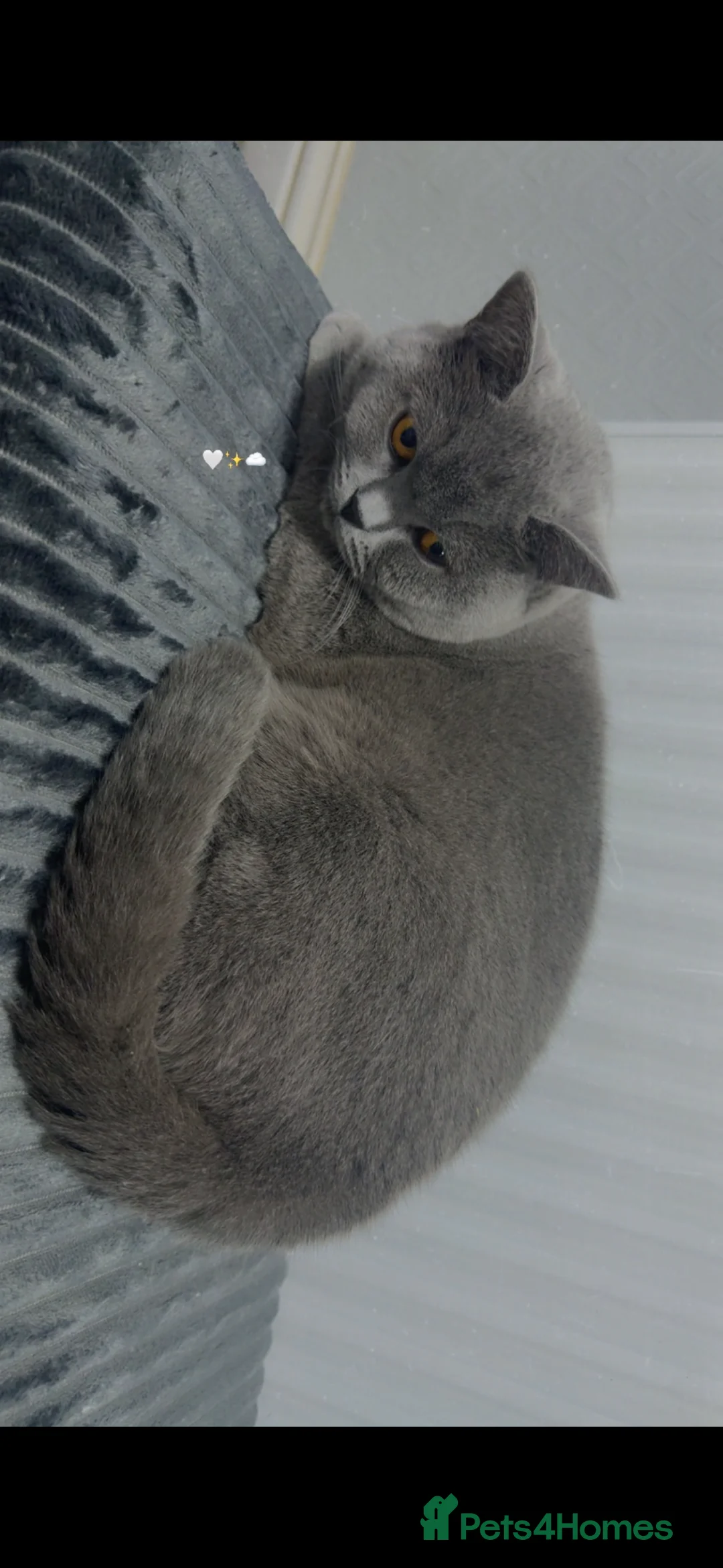 British Shorthair cats for sale: 10 month old Make British Shorthair  - Advert 7