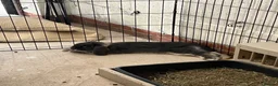 Mini Lop rabbits for sale: Gorgeous House rabbit (male)  - Advert 3
