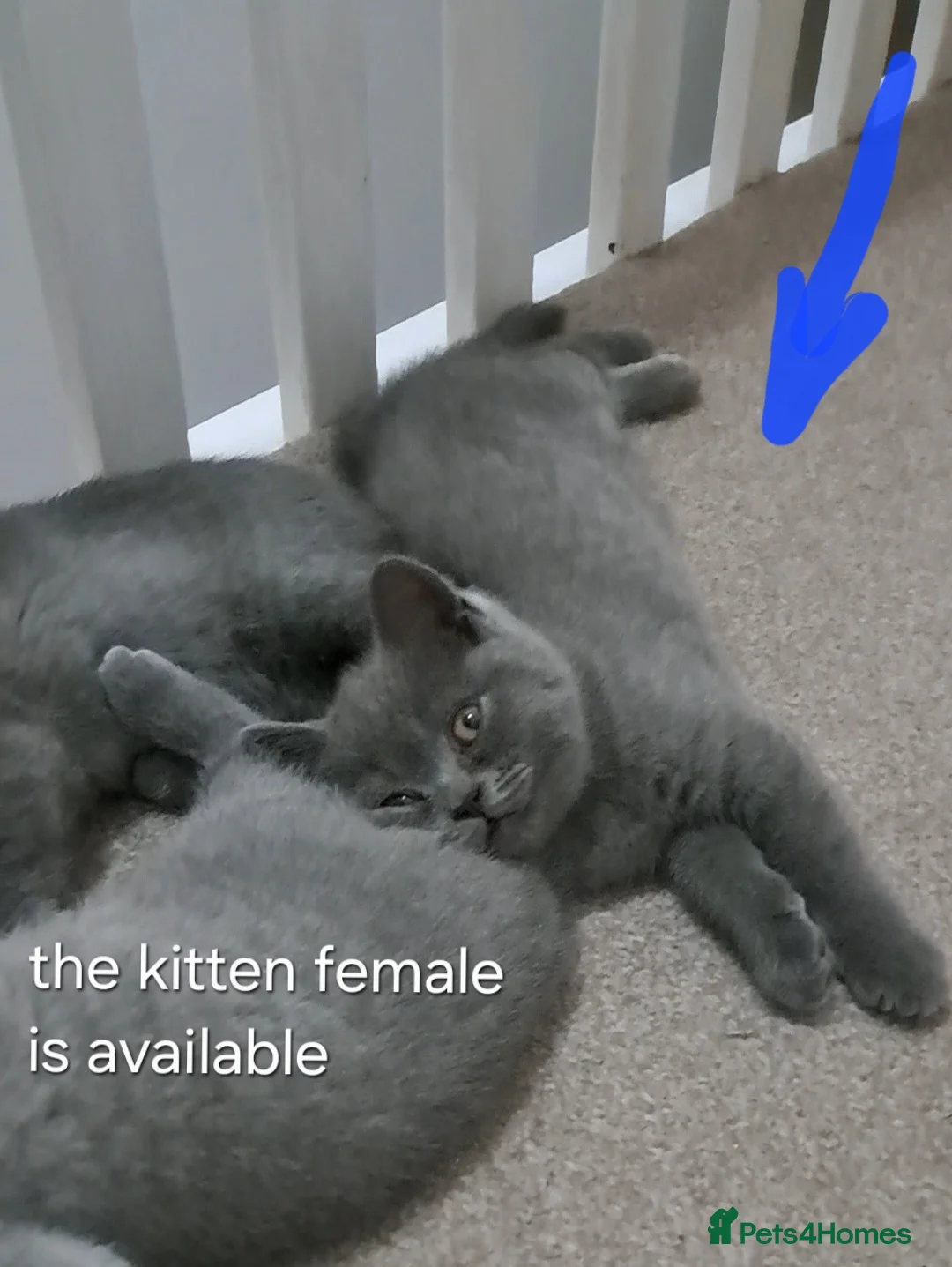 British Shorthair cats for sale: British Shorthair Blue female is ready to go  - Advert 6