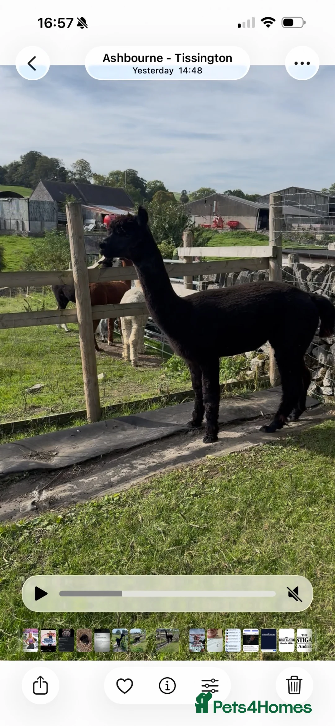 Alpaca livestock for sale: Stunning solid-black BAS-listed Huacaya male in Ashbourne - Advert 2