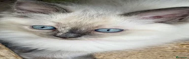 Ragdoll 4
