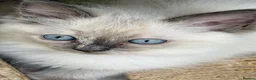 Ragdoll cats for sale: Beautiful Ragdoll Kittens READY NOW - Advert 12