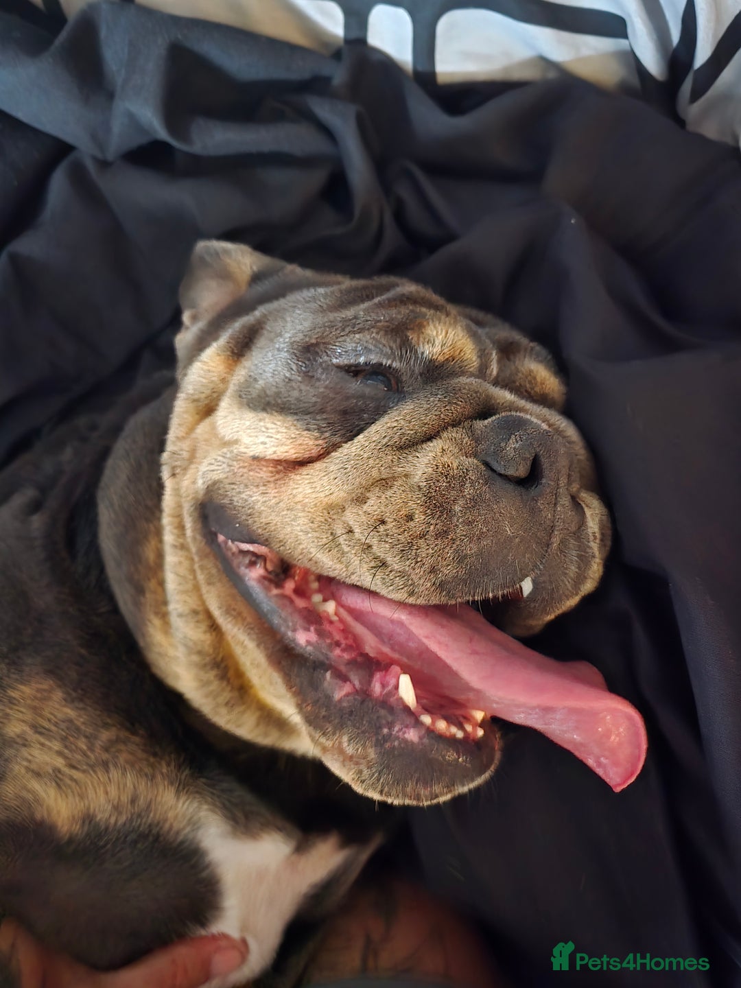 Olde English Bulldogge dogs for sale: Blue/tan old english bulldog  - Advert 3