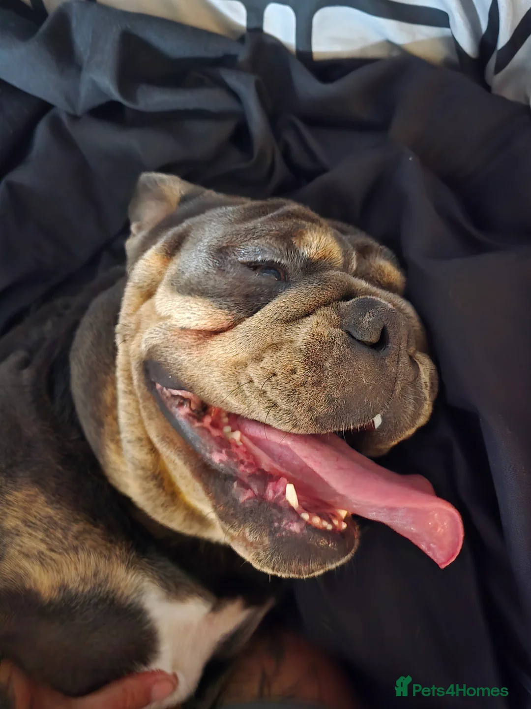 Olde English Bulldogge dogs for sale: Blue/tan old english bulldog  - Advert 3