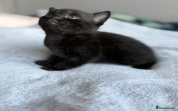 Mixed Breed cats for sale: Adorable Kittens Looking for Their Forever Homes ✨ - Image 17