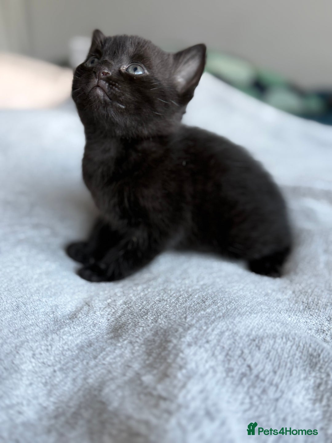 Mixed Breed cats for sale: Adorable Kittens Looking for Their Forever Homes ✨ - Image 17