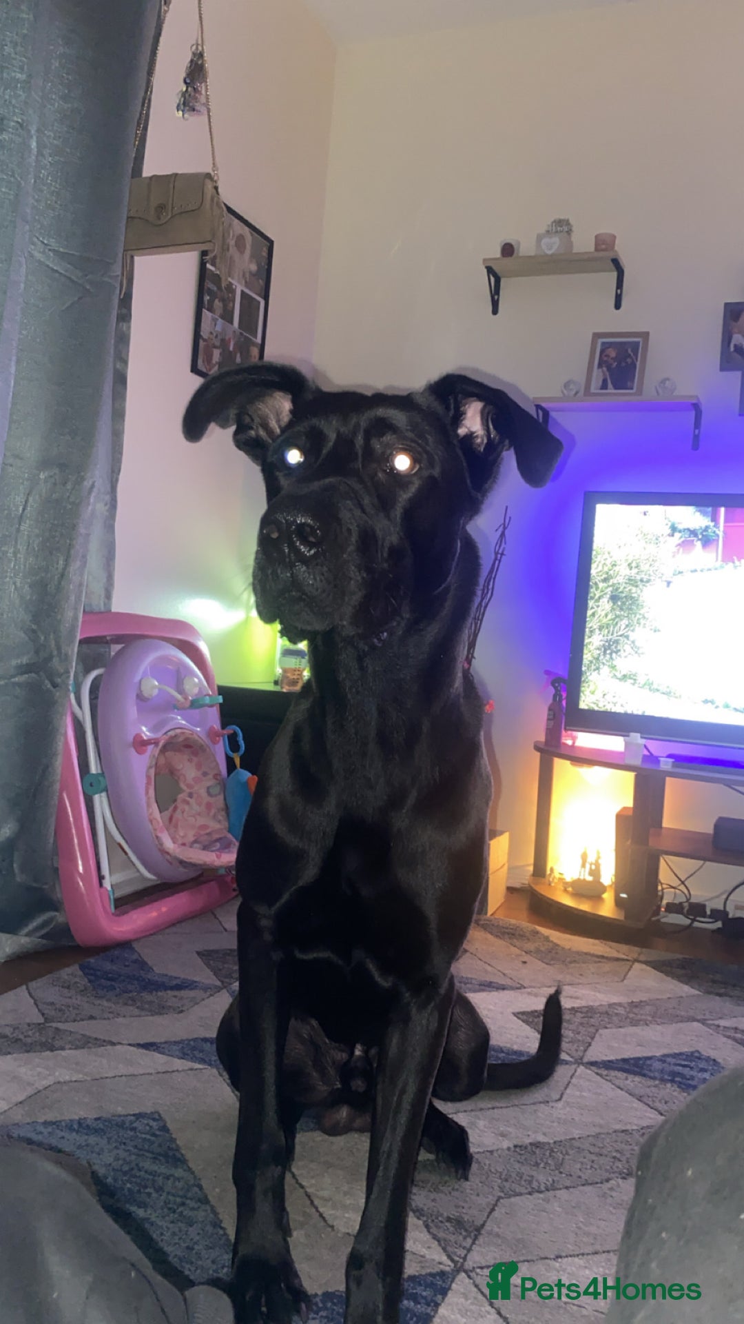 Mixed Breed dogs for sale: Great Dane cross German Shepard  - Image 2