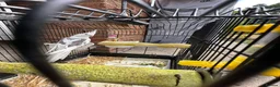 Cockatiels birds for sale:  Male Tame cockatiel for sale  - Advert 7