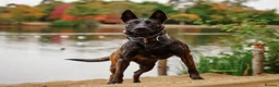 Mixed Breed dogs for sale: Dutch herder puppies - Advert 6