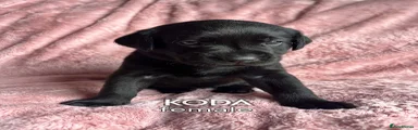 Koda Lara