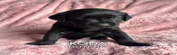 Labrador Retriever dogs for sale: Pure Labrador Retriever/ KC registered  - Advert 33