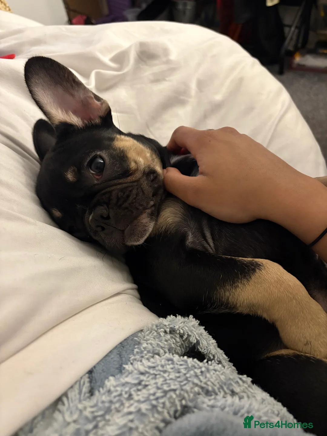 French Bulldog dogs for sale: French bulldog puppy  in Hatfield - Advert 6