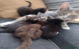 Mixed Breed cats for sale: Kittens  - Image 11