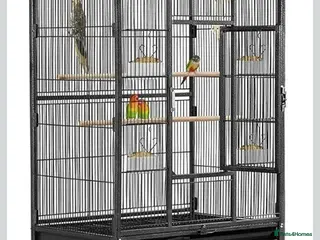 Parrots birds 2x Kakariki parrots and cage - Advert 1