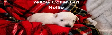 Nellie - Yellow Girl