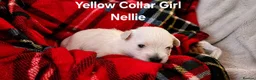 West Highland Terrier dogs for sale: Gorgeous West Highland Terrior Puppies!! - Advert 11