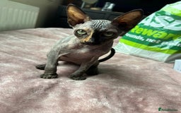 Sphynx cats for sale: 4 female canadian sphynx looking for home - Advert 3