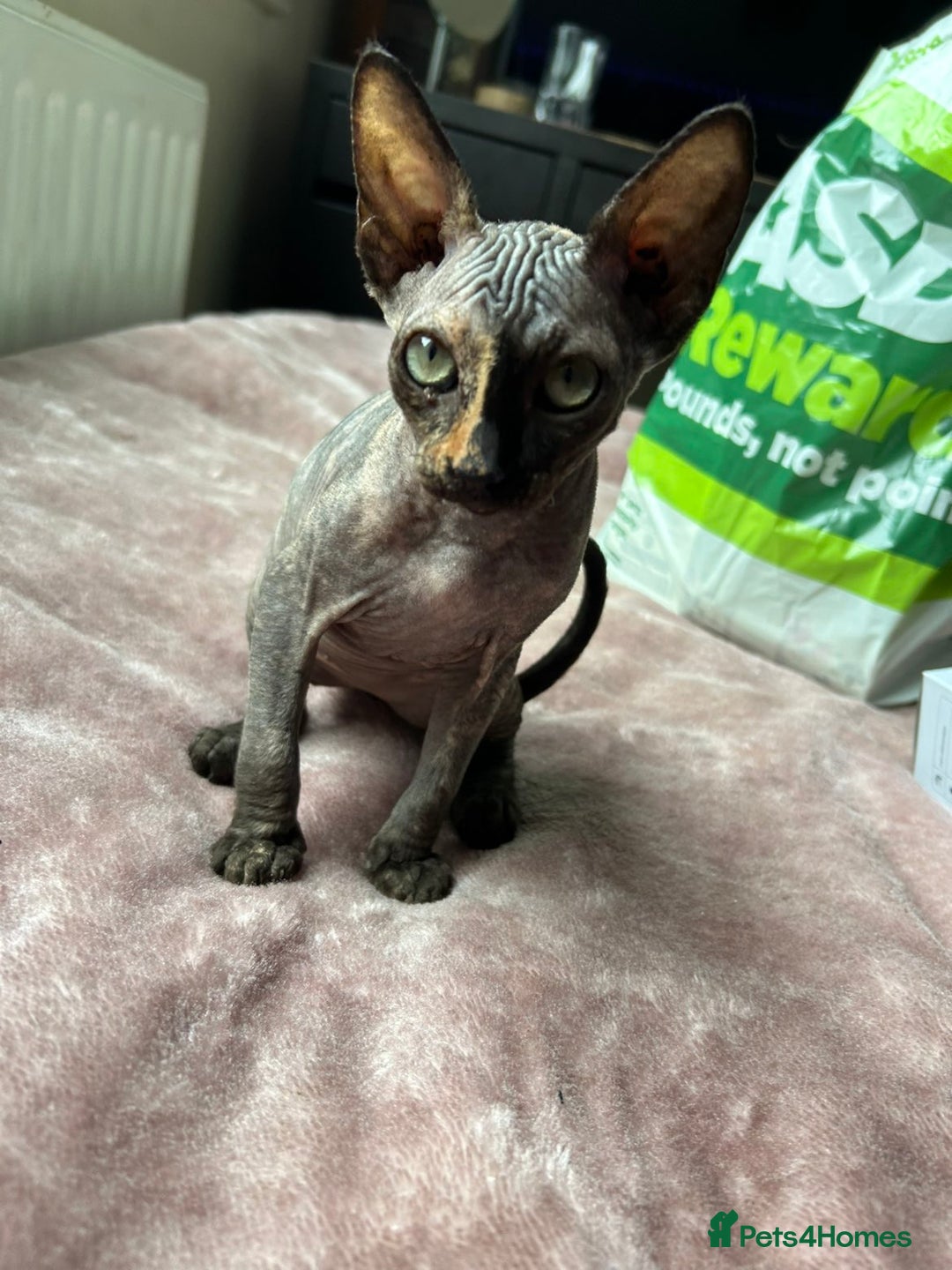 Sphynx cats for sale: 4 female canadian sphynx looking for home - Advert 3