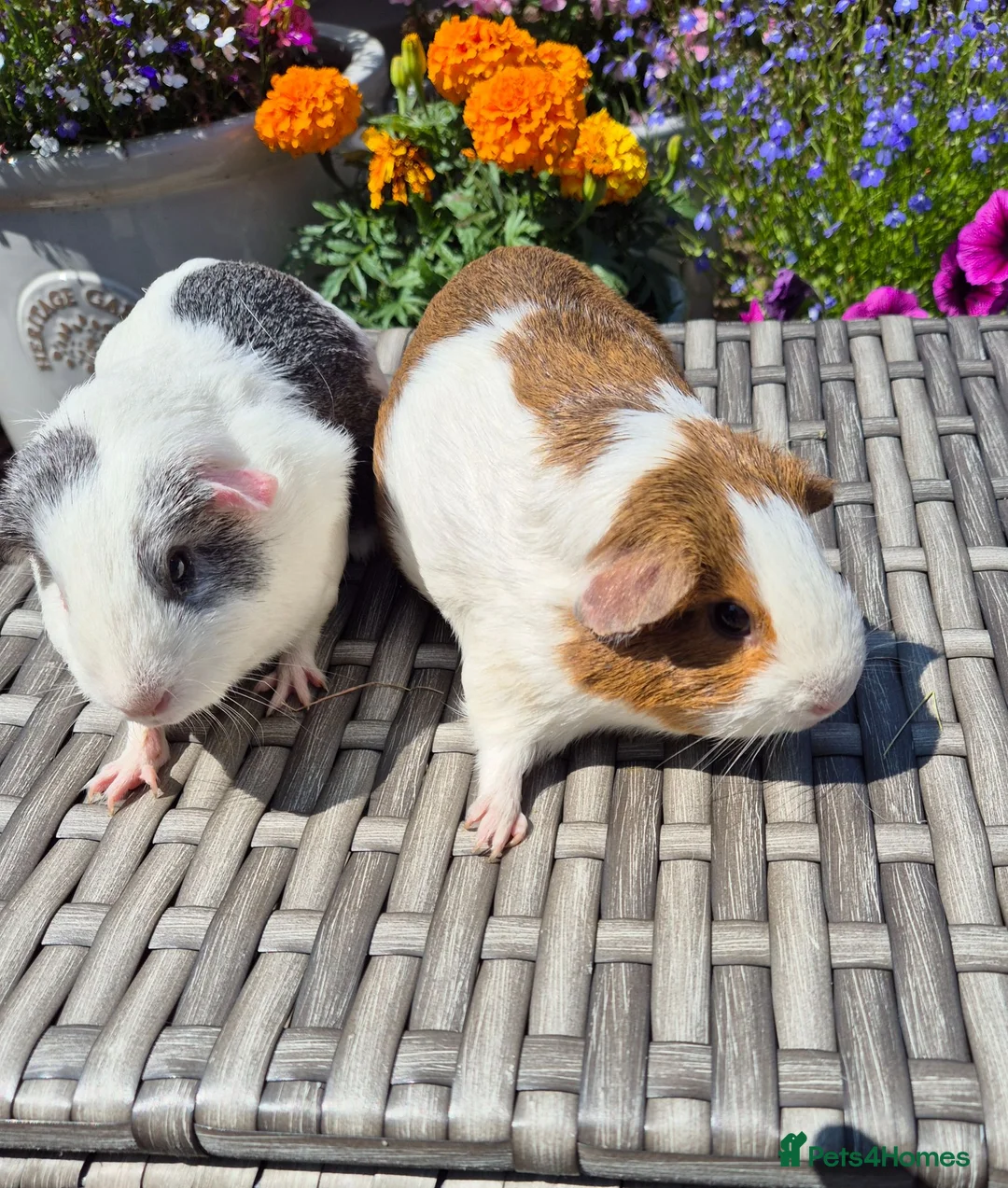Guinea Pig rodents for sale: Young Adult Sows - Advert 3