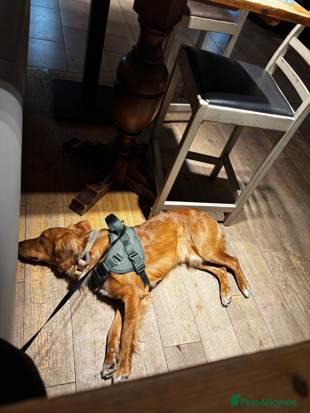 Mixed Breed dogs for sale: Lovely boy is looking for a new home - Advert 2