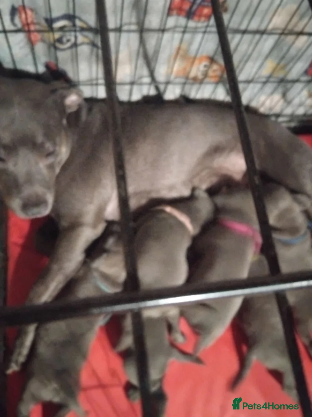 Staffordshire Bull Terrier dogs for sale: KC REG BLUE STAFFORDSHIRE BULL TERRIER in Watford - Advert 2