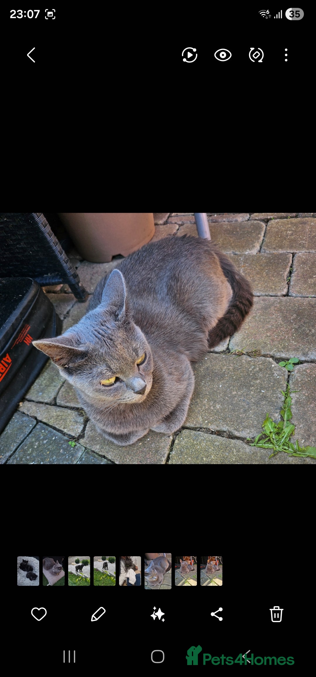 Russian Blue cats for sale: British shorthair - Advert 2