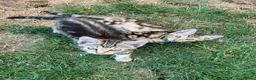 Bengal cats for sale: Two gorgeous bengal boys left READY NOW - Advert 10