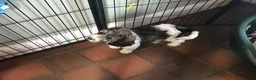 Mixed Breed dogs for sale: Rare Parti Colour CockalierPoos 5* breeder of 25yr - Advert 29