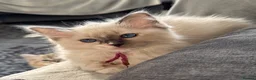 Ragdoll cats for sale: Stunning GCCF Ragdoll Kittens  in Clacton-on-Sea - Advert 4